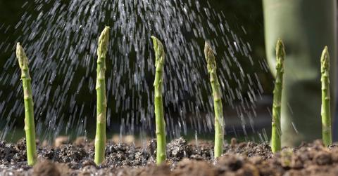 What garden plants need lime?