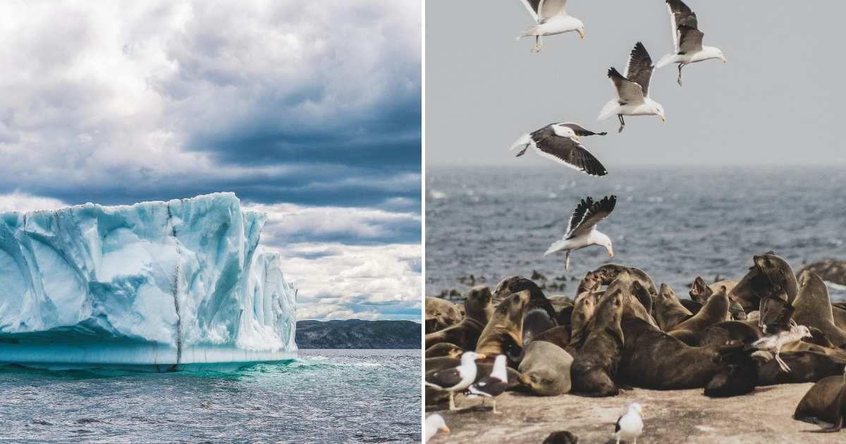 (L) A huge ice shelf in Antarctica moving towards the North. (R) Several seals are resting on the shore amid a flock of albatrosses. (Representative Cover Image Source: Pexels | (L) Harrison Haines, (R) Yiğit Karaaalioglu)