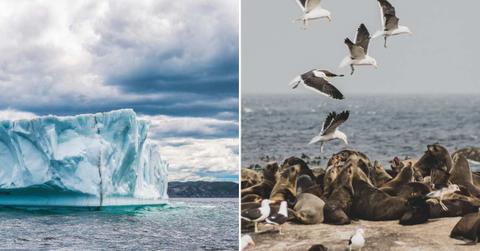 (L) A huge ice shelf in Antarctica moving towards the North. (R) Several seals are resting on the shore amid a flock of albatrosses. (Representative Cover Image Source: Pexels | (L) Harrison Haines, (R) Yiğit Karaaalioglu)