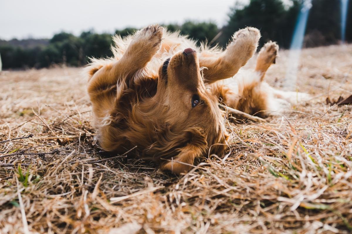 golden retriever rolling on the ground