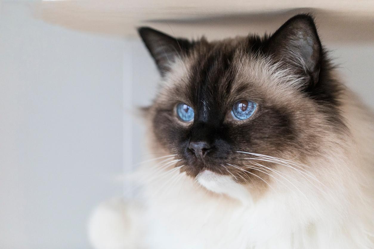 A ragdoll cat with blue eyes looks into the distance to its side in a white room.