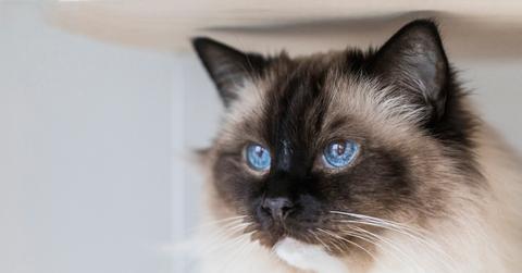 A ragdoll cat with blue eyes looks into the distance to its side in a white room.