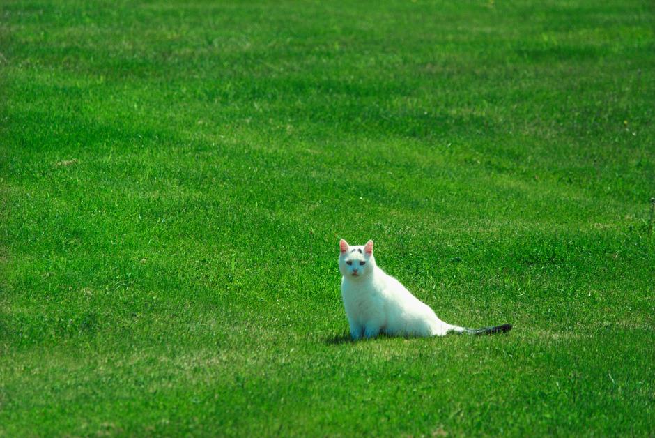 Cat sitting in field