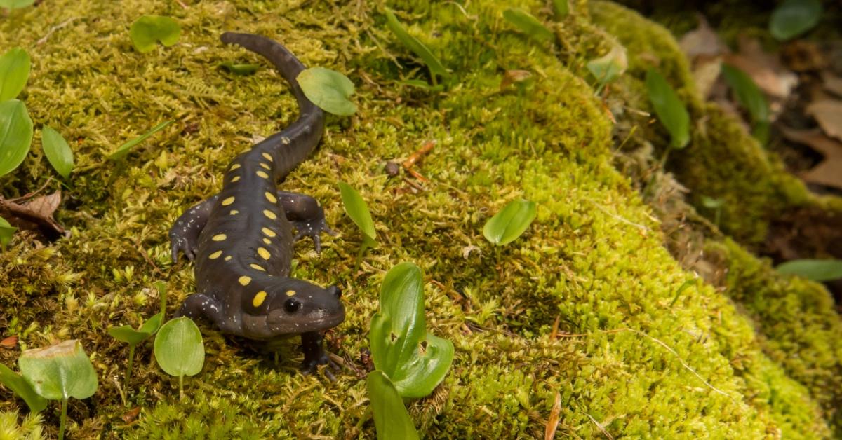 A spotted salamander resting on a bed of moss.