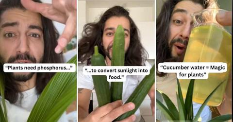 Gardening expert shares a hack to revive plants using cucumber water (Cover Image Source: TikTok | @creative_explained)