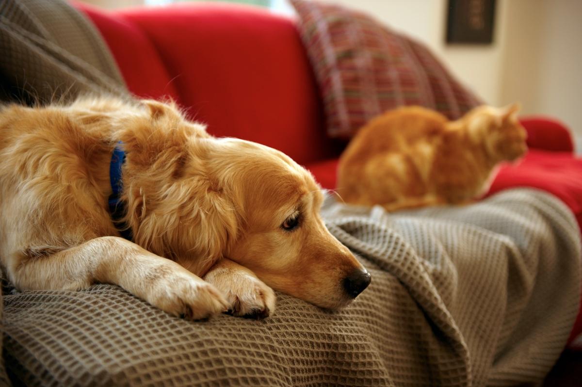 golden retriever next to orange tabby cat