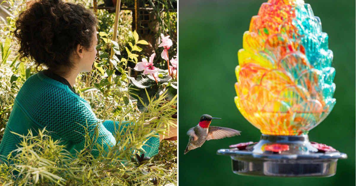 (L) A woman checking the plants in a garden. (R) A hummingbird approaching a feeder. (Representative Image Source: (L) Freepik, (R) Pexels | Chris F)