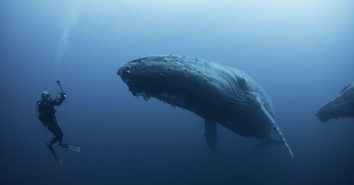 A diver observing a whale underwater. (Representative Cover Image Source: Getty Images | Rodrigo Friscione)