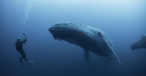 A diver observing a whale underwater. (Representative Cover Image Source: Getty Images | Rodrigo Friscione)
