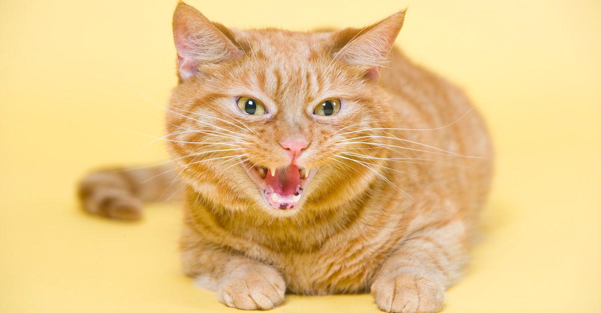 Is Declawing a Cat Cruel? Here’s What You Need to Know