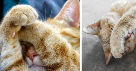 An orange cat is pictured in two photos covering his face with his paws.