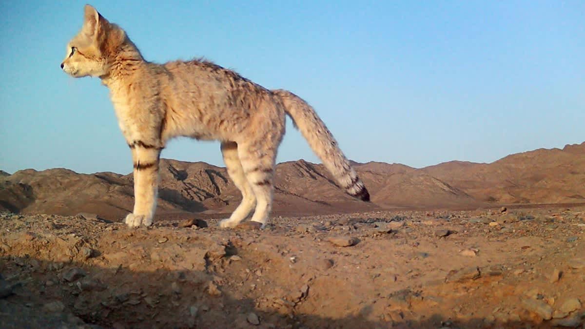 pn/bdced fab fc de eeeba