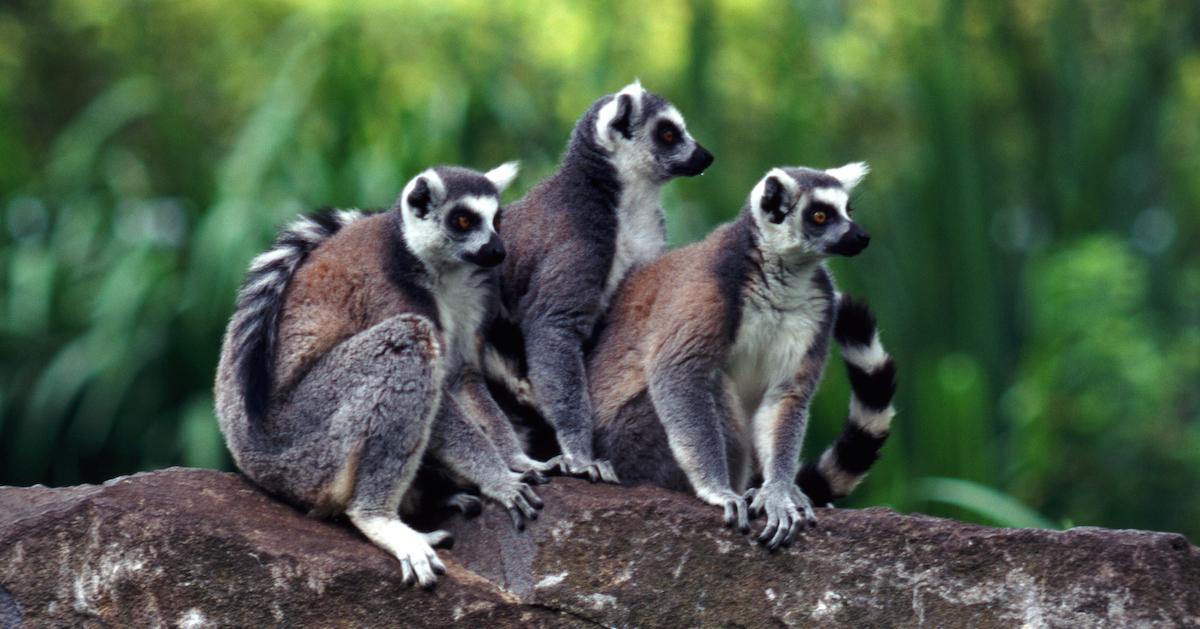 Lemurs