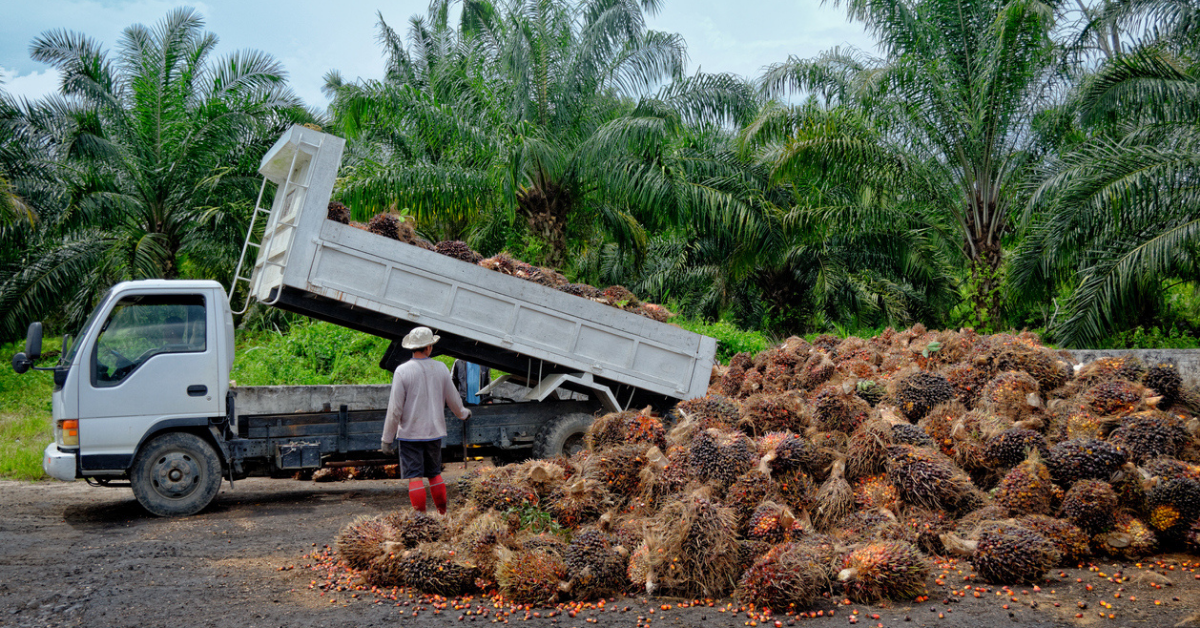 Does Environmentally Friendly Palm Oil Exist?