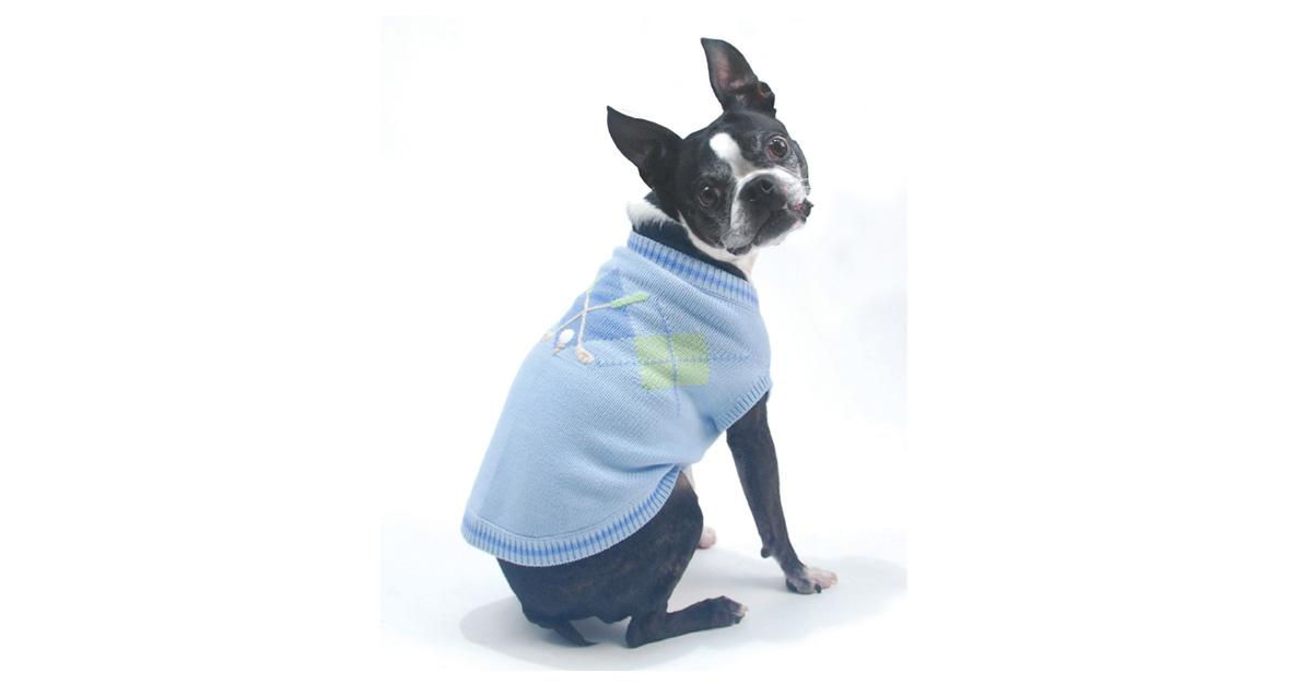 dog in a blue argyle golf sweater