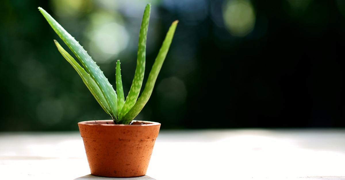 aloe vera house plant