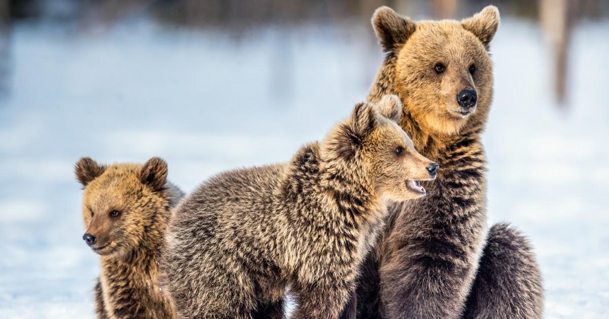 A brown bear and her two cubs sit in the snow