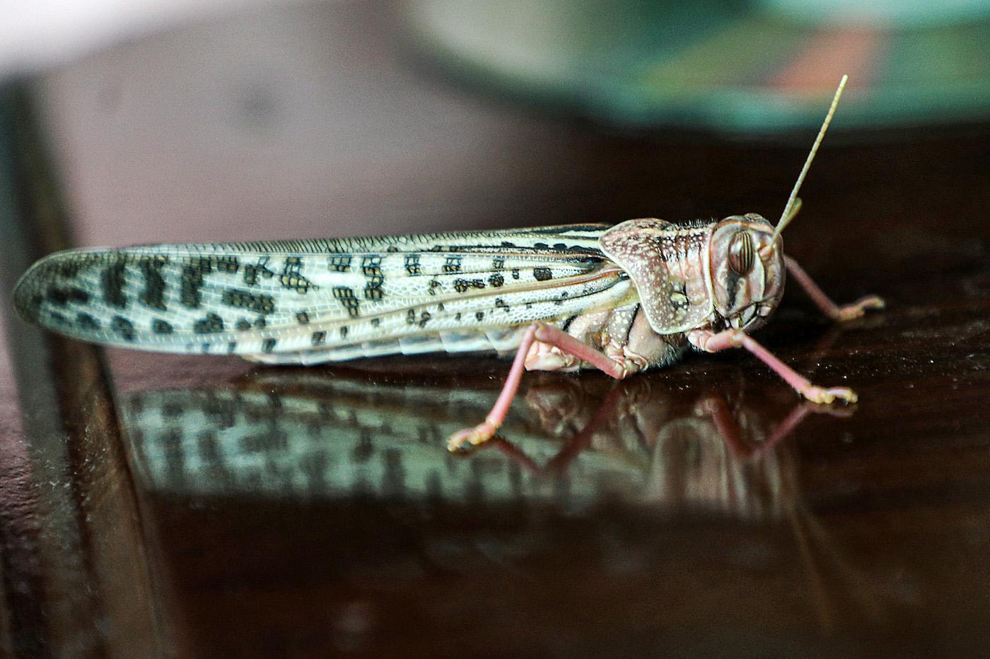 locust swarm