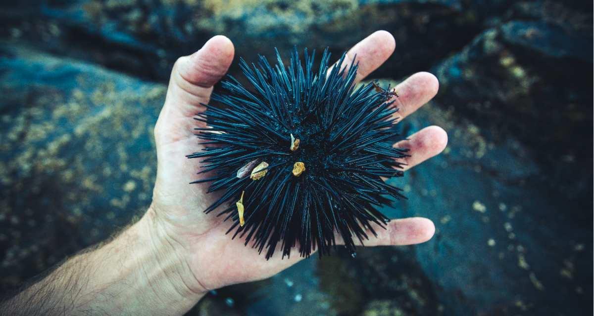 pn/cd ee f add eccddb