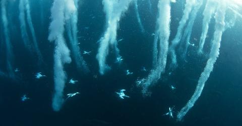 Birds diving for fish