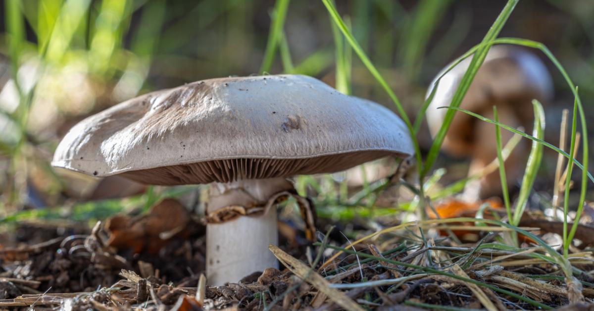 A close up of a portobello mushroom growing in the ground among blades of grass. 