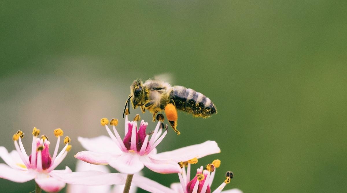 Why Do Bees Have Sticky Hair? It's Not Just a Riddle