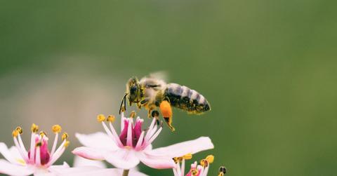 bee perched on a pink flower blossom