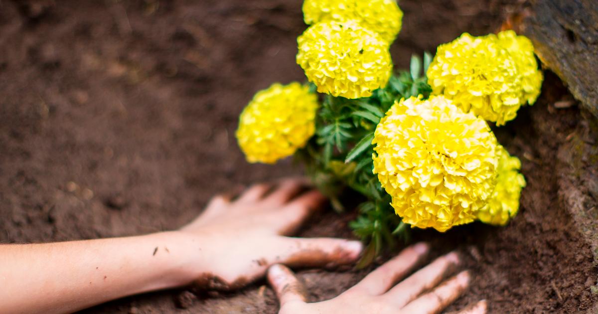 Pressing down soil