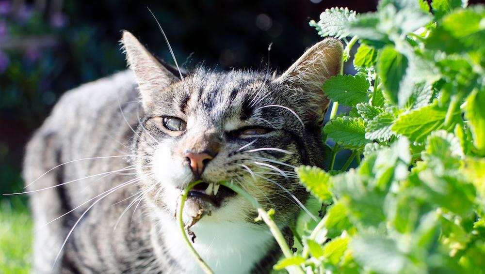 A cat outside eating catmint.