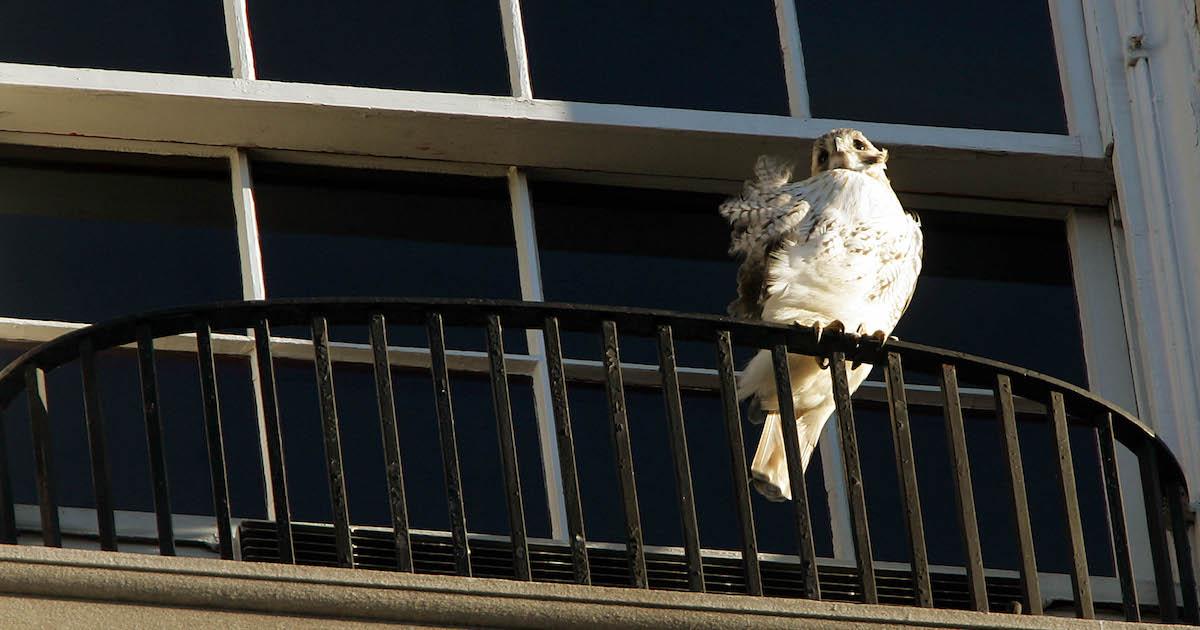 Pale Male the hawk perches on a balcony