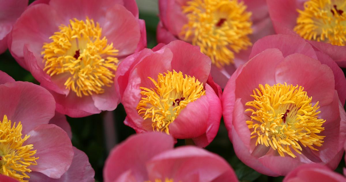 Why Are My Buds Not Opening? How to Help Your Flowers Bloom