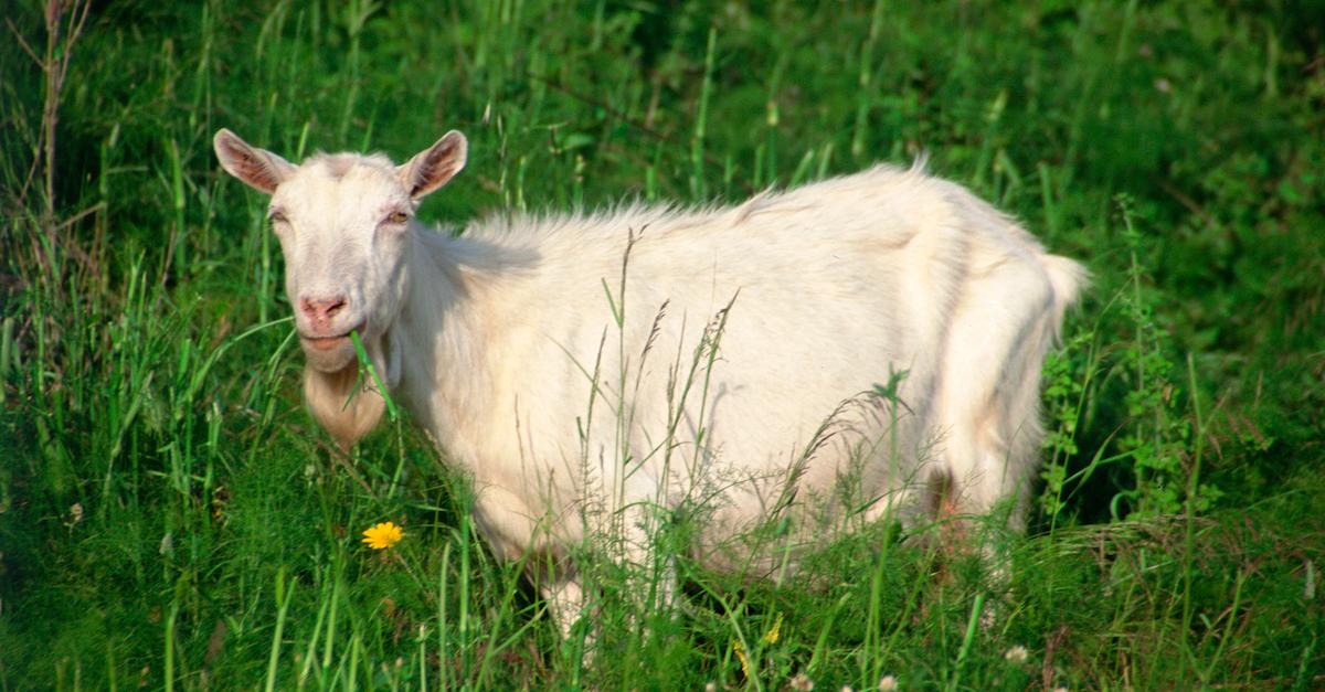 goats backyard