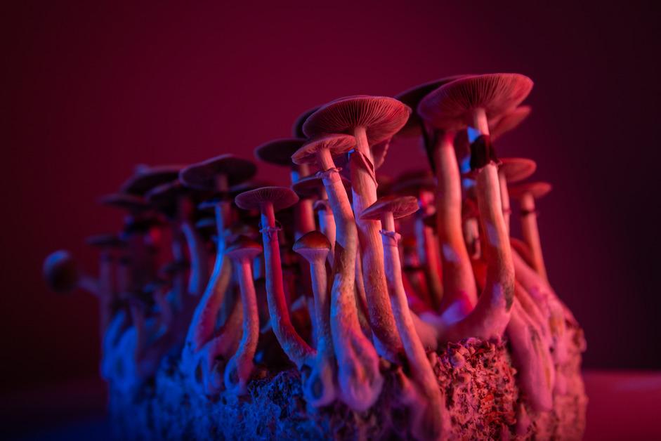 A photo of mushrooms growing in red and blue lighting. 