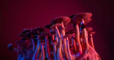 A photo of mushrooms growing in red and blue lighting.