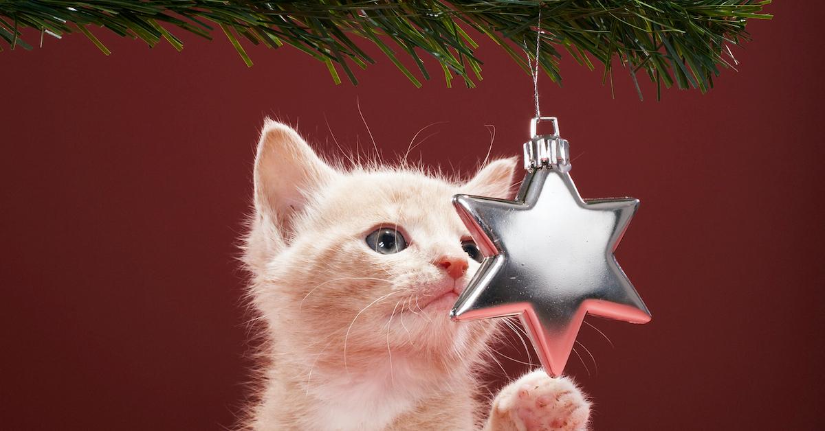 White kitten swatting at a silver star ornament.