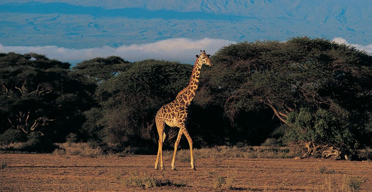 A giraffe wanders the savannah with a mountain backdrop. 