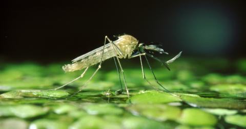 How to get rid of mosquitoes outside