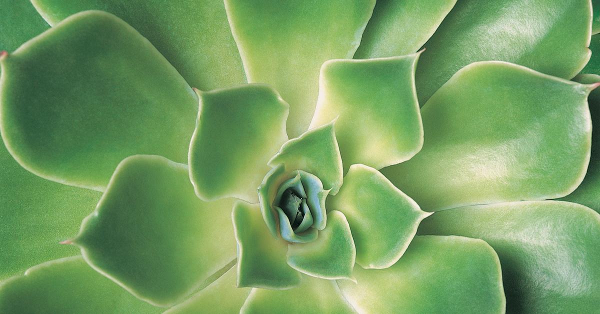 Why Is Your Succulent Losing Leaves?