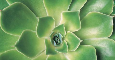 Why is your succulent losing leaves?
