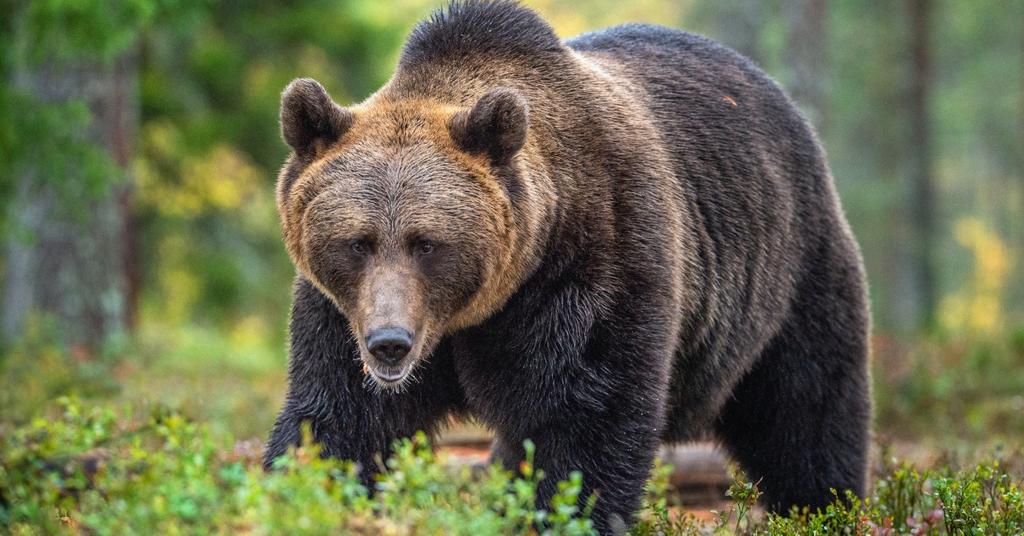 How Many Bear Attacks Have There Been in 2023? Details Here