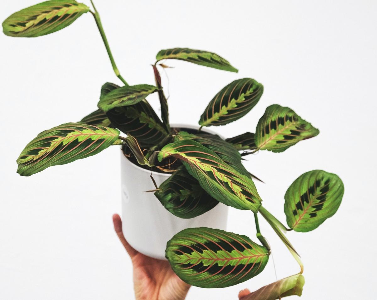 Prayer plant in a white pot