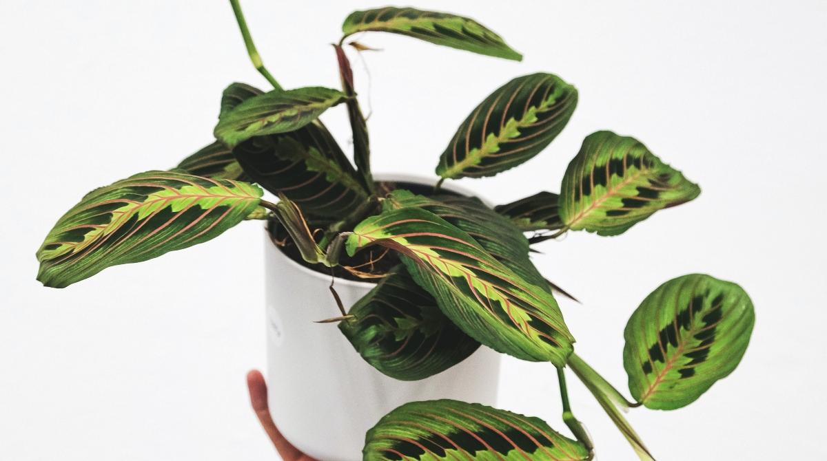 Image showcasing Non-Toxic Indoor Plants for Cats