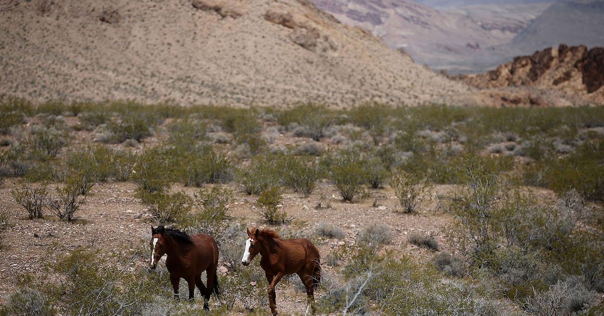 Feral Horses