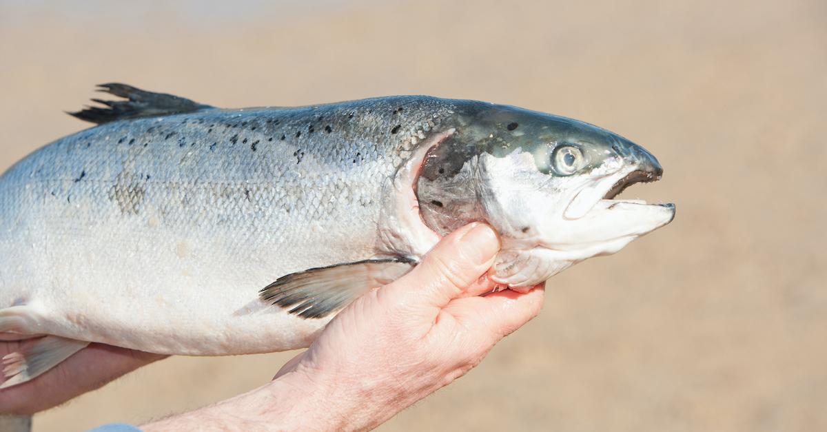 fish microplastic