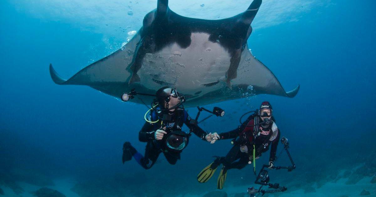 Majestic black manta ray gliding through the water (Representative Cover Image Source: Getty Images | Erick Higuera)