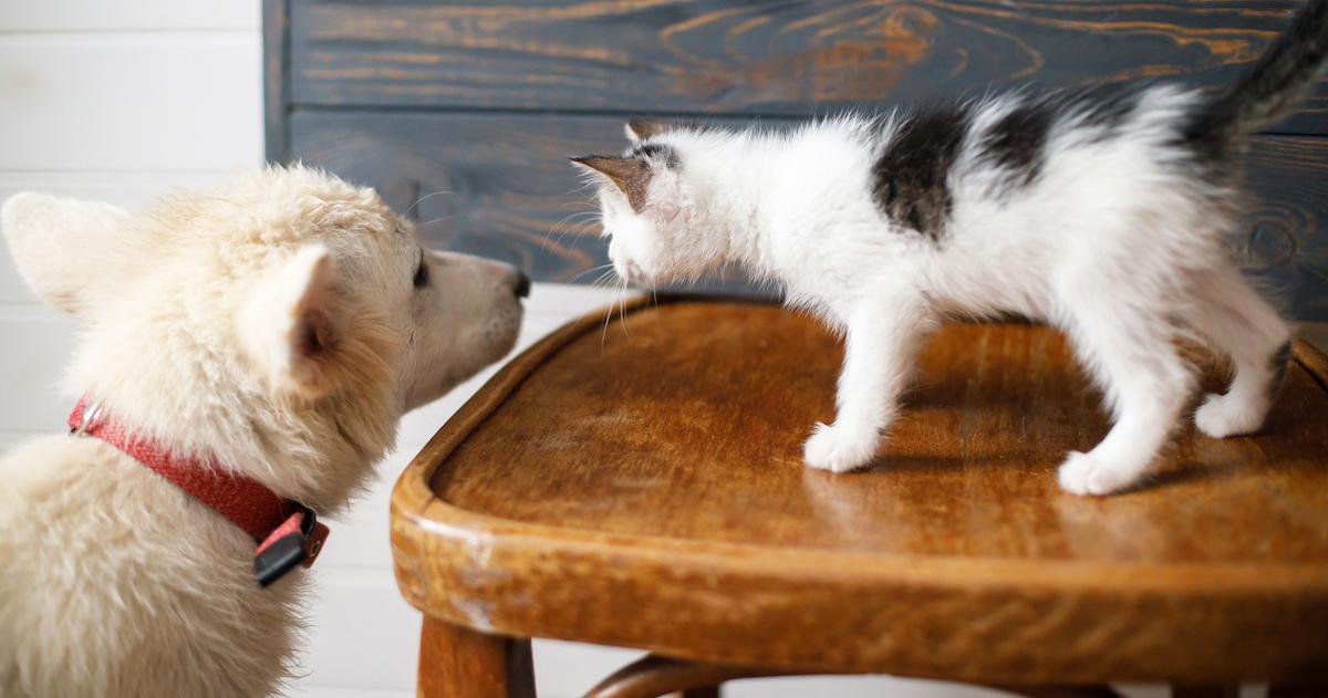 Cute white puppy playing with little kitten on wooden chair on rustic background