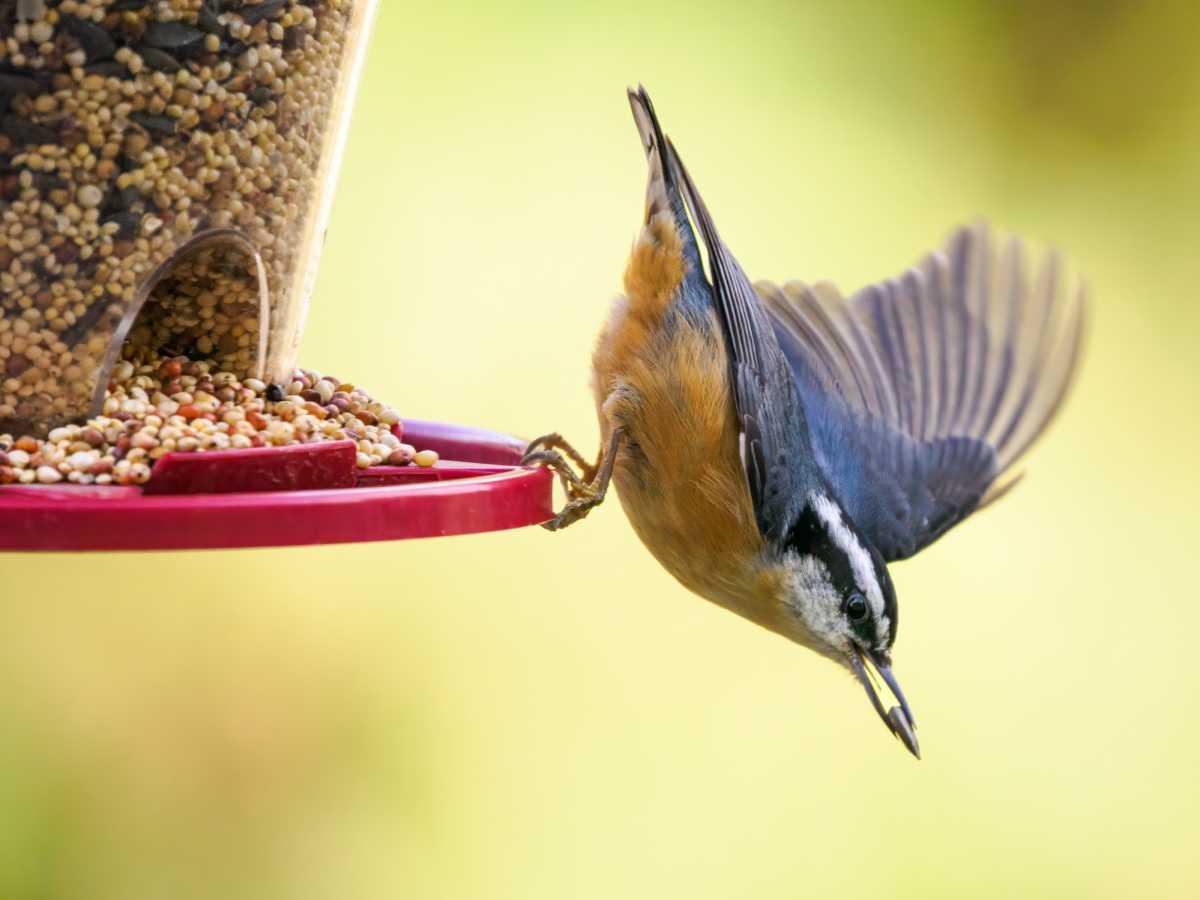 pn/aff bef c bad dfde