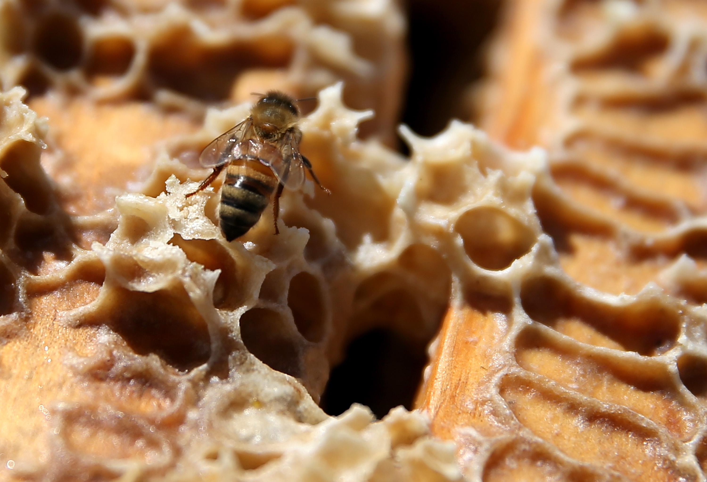 Is Beeswax Biodegradable? (And Compostable) - Conserve Energy Future