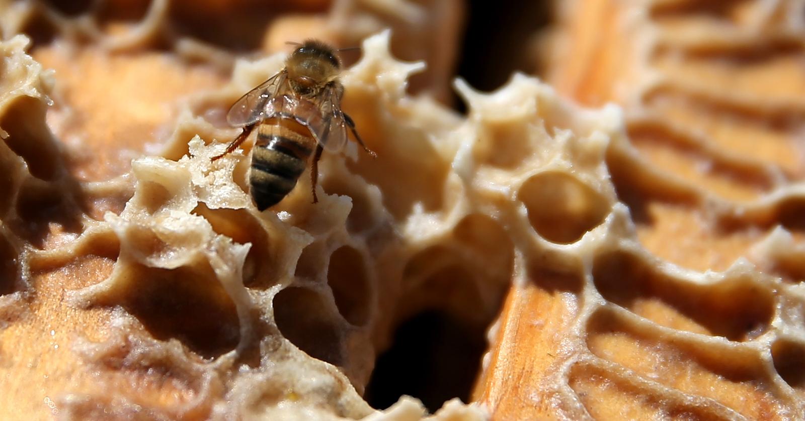 Can Beeswax Be Ethical? Behind The Popular Ingredient