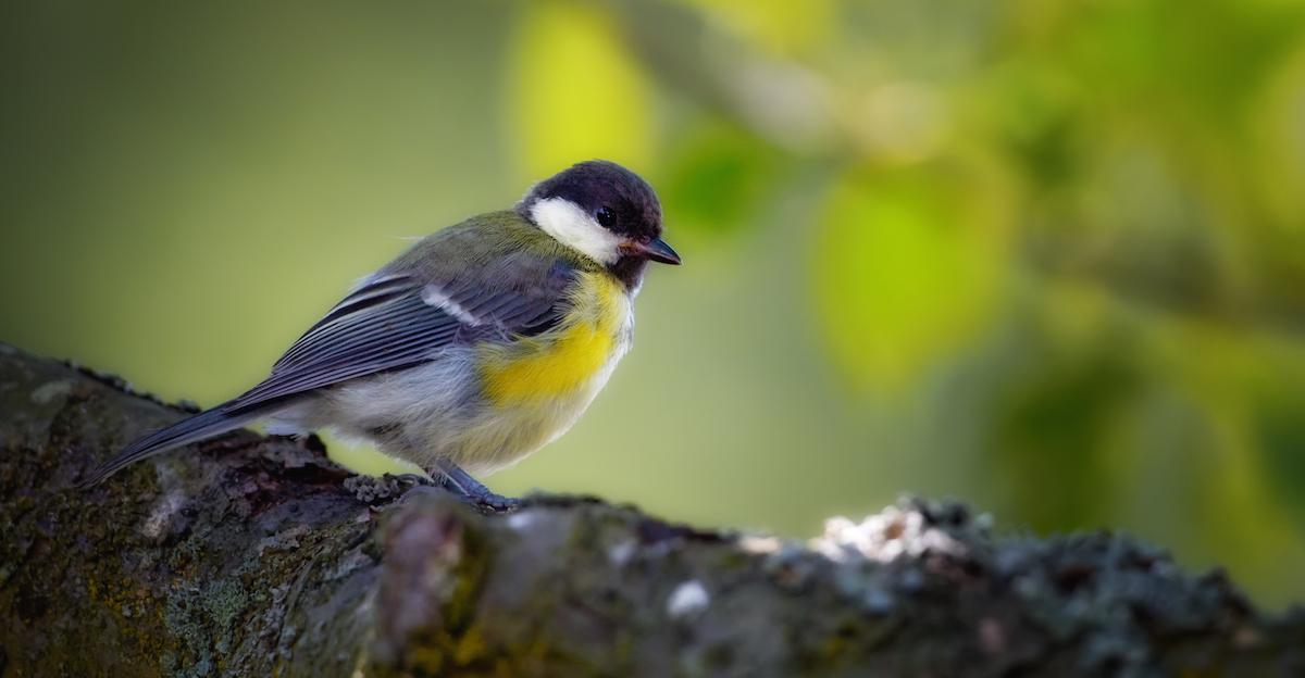 What Do Possums Eat? Can You Feed Baby Possums?